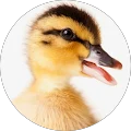 Rachel Bergjord Avatar